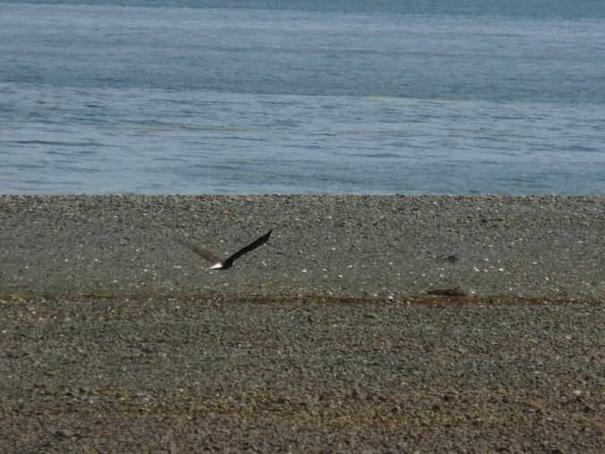 Golden eagle taking off