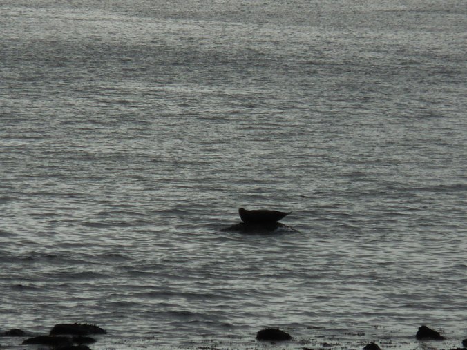 Harbour seal chilling