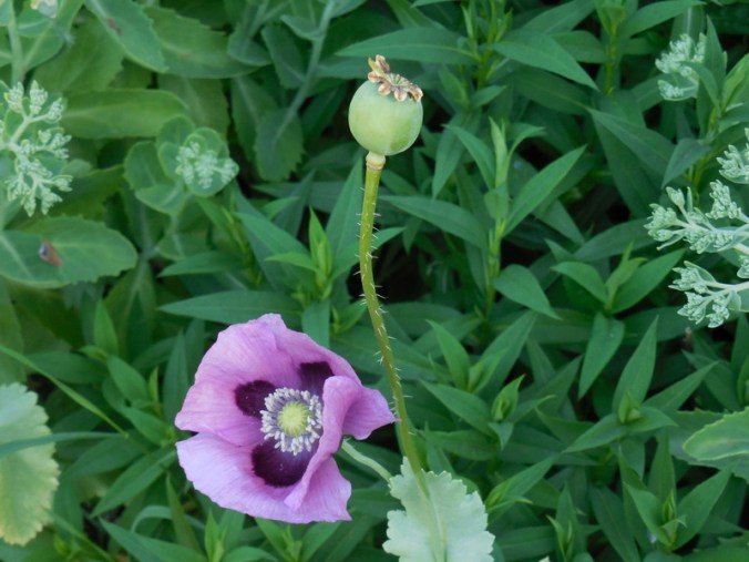 Salt Springs Cheese garden poppy 1