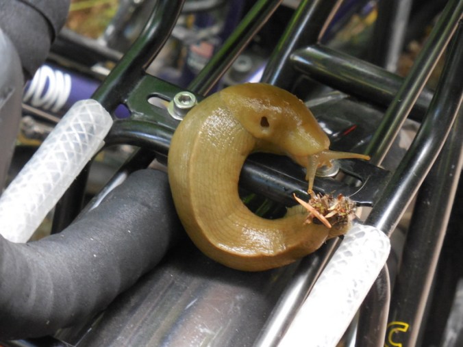 Slug on bike - ah, the Pacific Northwest