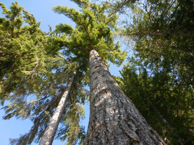 Trees at Quinault Lake 1