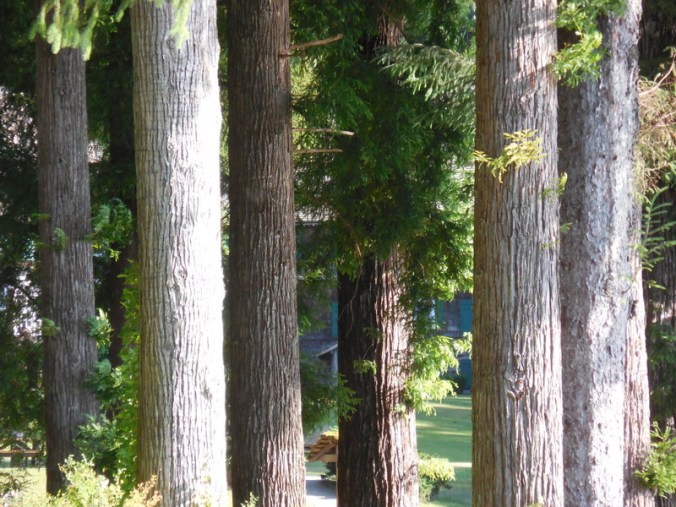 Trees at Quinault Lake 2