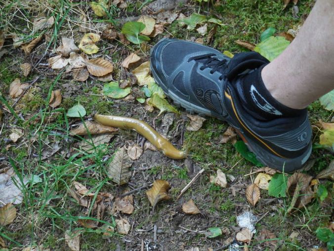 Welcome committee at KOA 1