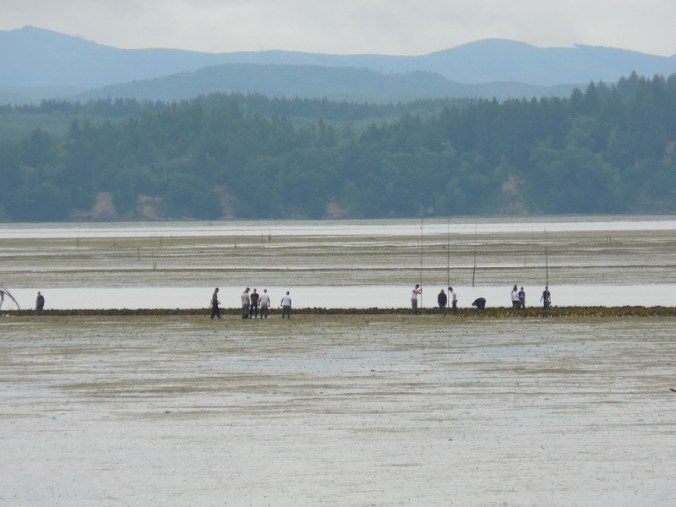 Willapa Bay oyster workers