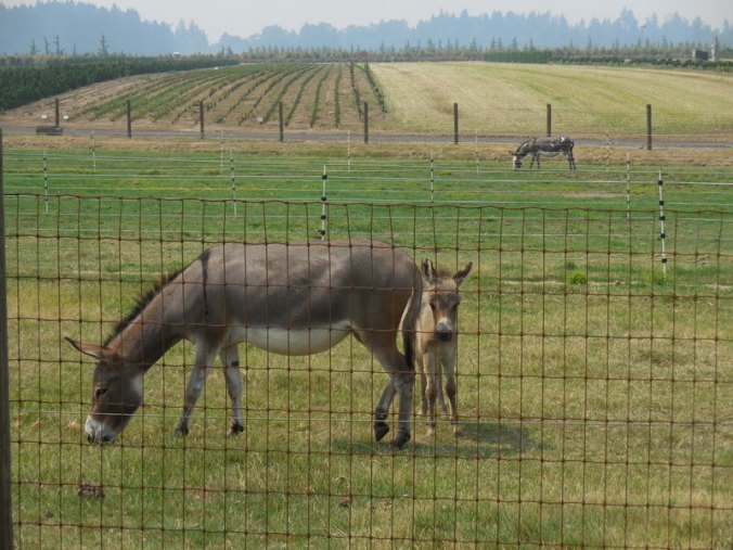Baby donkey