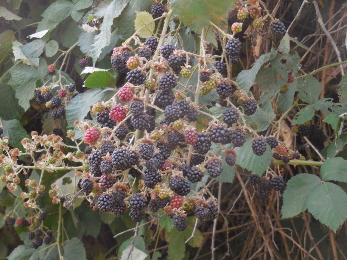 Blackberries 2