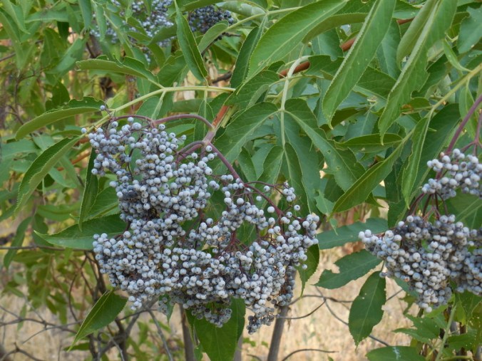 Elderberries