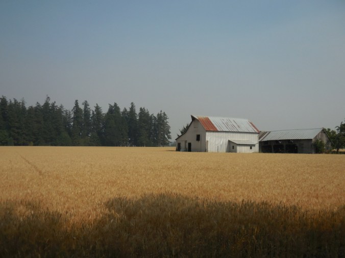 Grain and barn 1