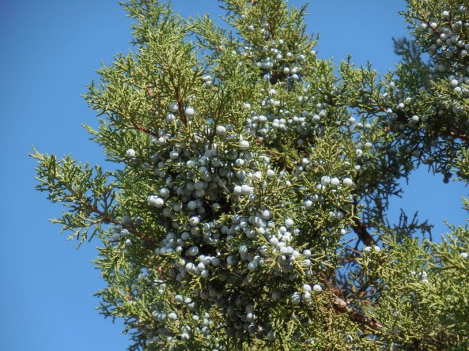 Great crop of juniper berries 2