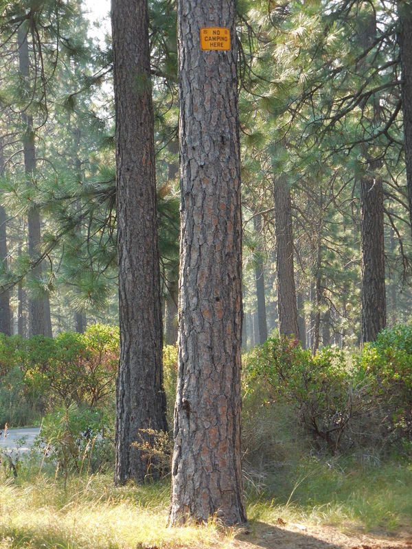 No Tall campers allowed