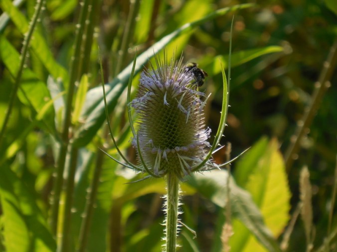 Park thistle 1