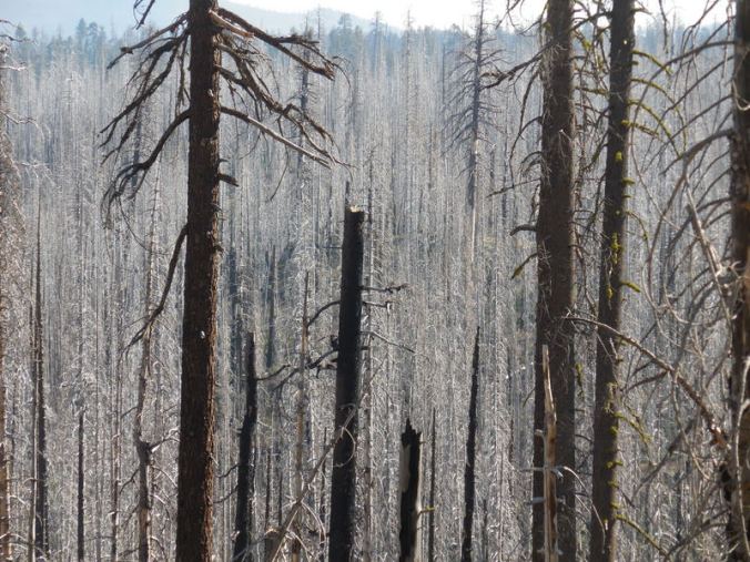 Remains of old forest fire 2