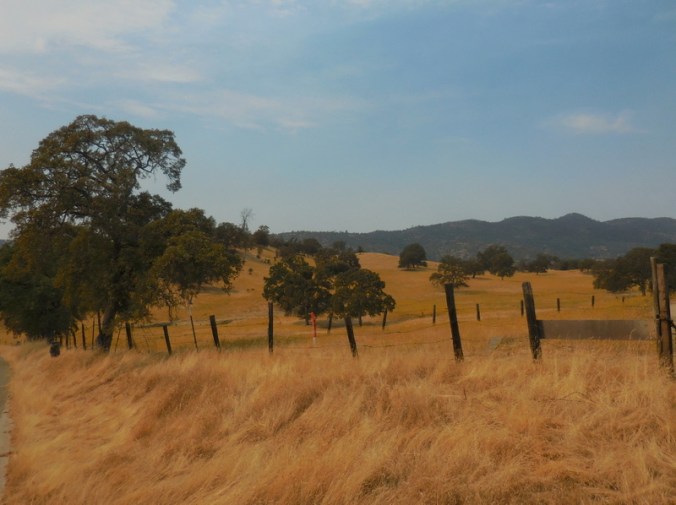 Country scene from today 1