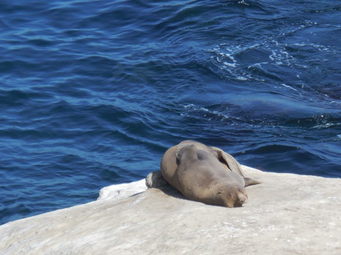 La Jolla Cove seals 5