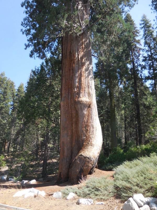 Massive tree at gate Kings Canyon