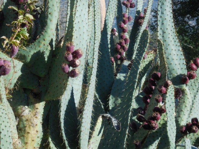 Prickly Pear