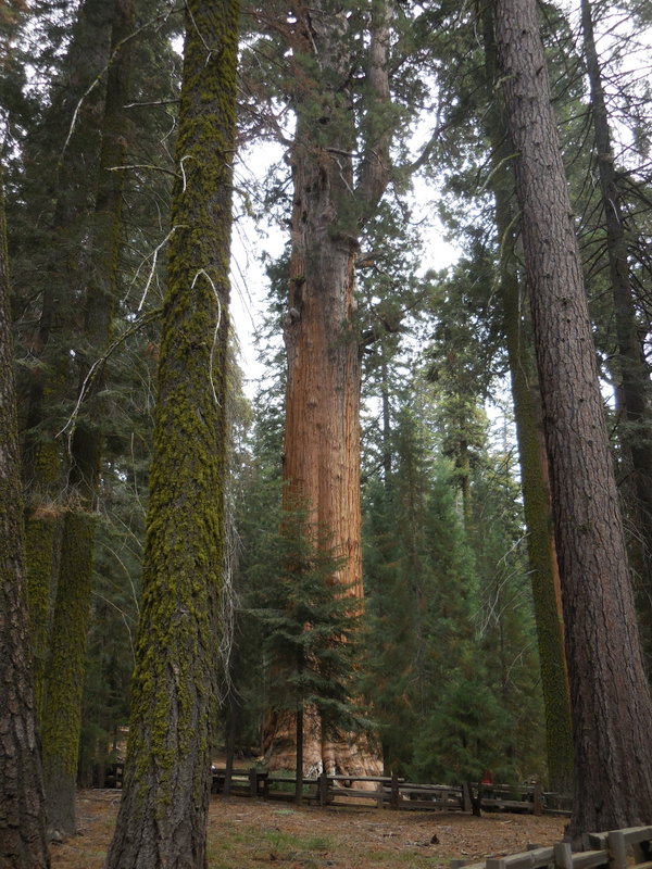 Sequoia views - General Sherman 1