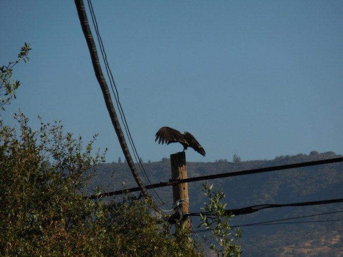 Vuture on a wire 2