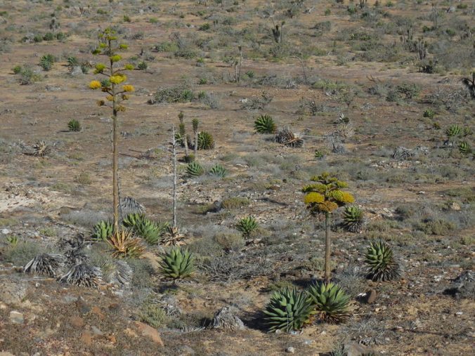 Agave in bloom
