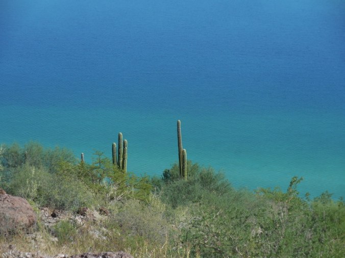 Bay of Concepcion cacti