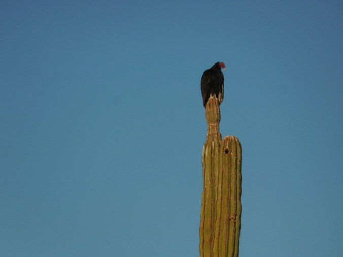 Bird on cactus 1