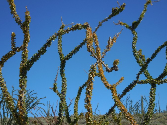 Cacti in flower 1
