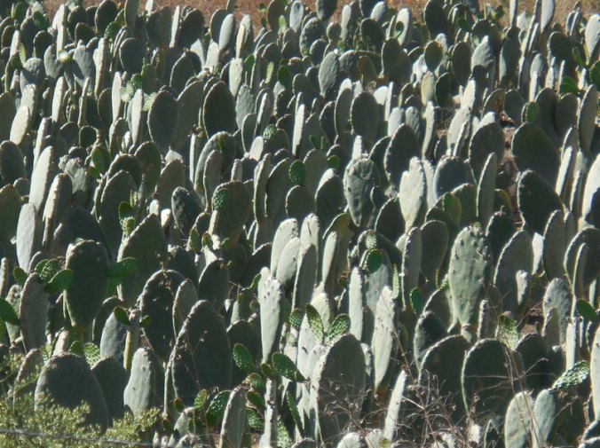 Cactus farm 2