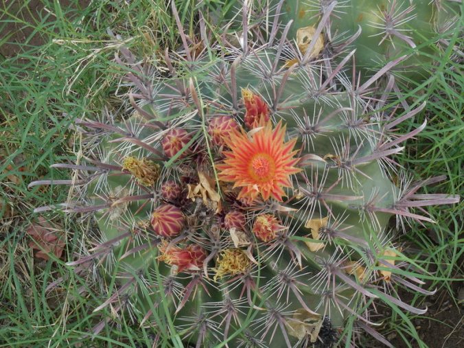 Cactus in bloom