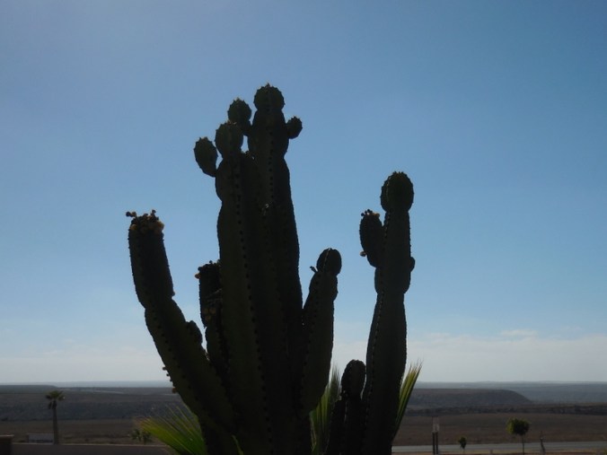 Cactus in siloette