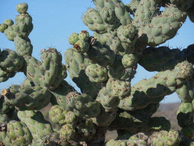 Cactus tree close up