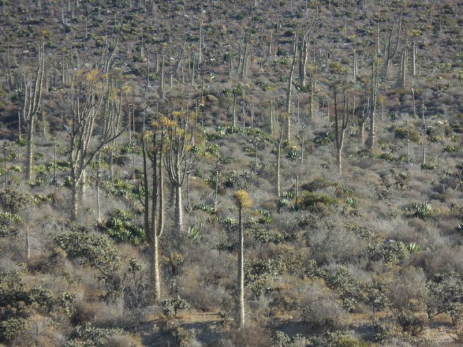 Distant cacti