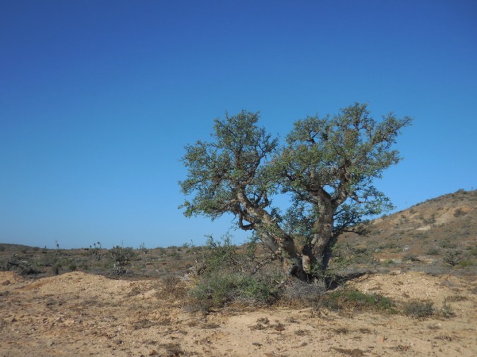 Elephant tree in bllom