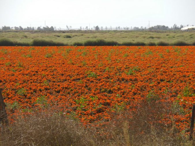 Flowers - but only a small patch