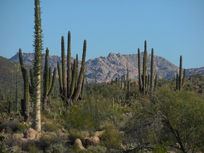 Mountain view in AM 4