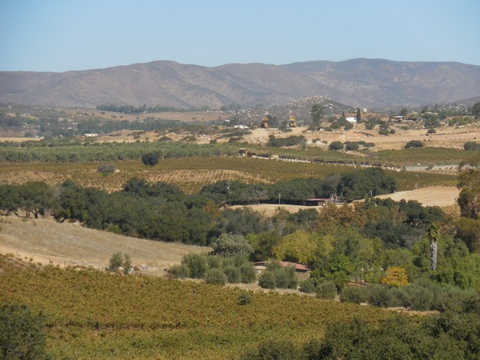 Olive and wines in Guadalupe 1