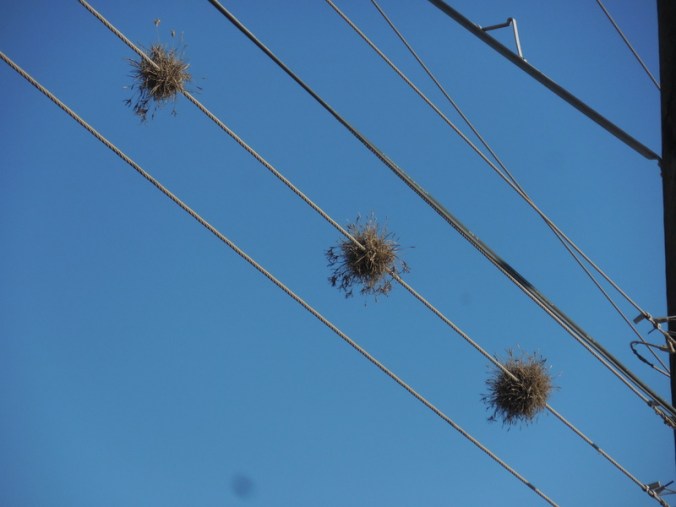 Tillandsia - Ballmoss 2