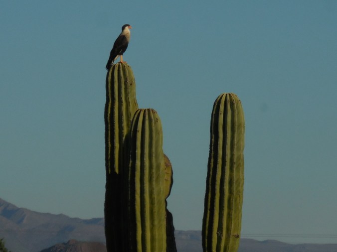 Unknown desert bird