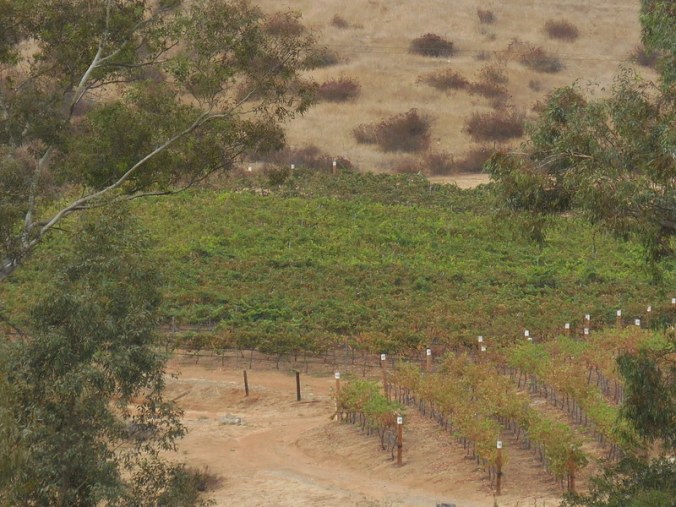 Vine country