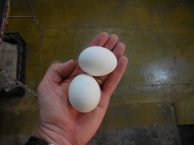 Yup - you can buy two eggs only