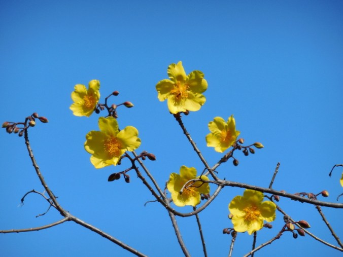 Another funky tree 2