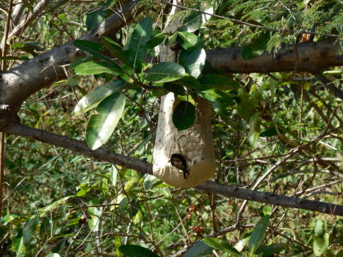 Bee or wasp nest