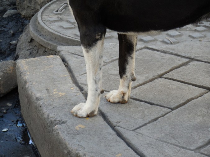 Legs to inspire Chris