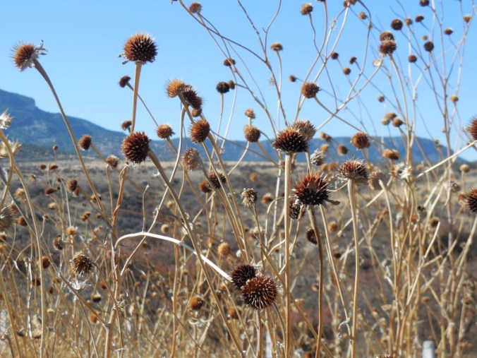 Morning flowers and a mesa