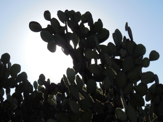 Morning nopal