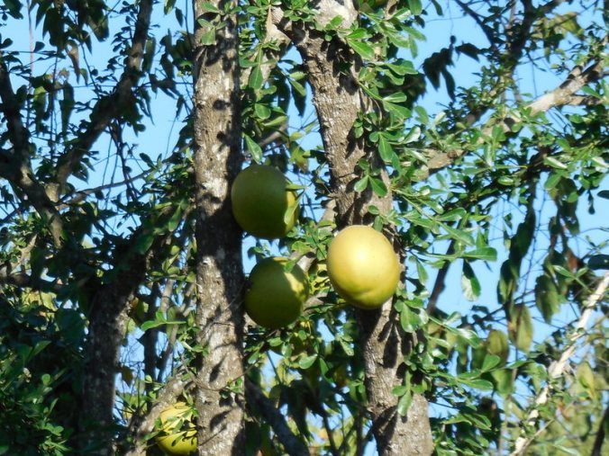 Odd tree - fruit come right out of the trunk