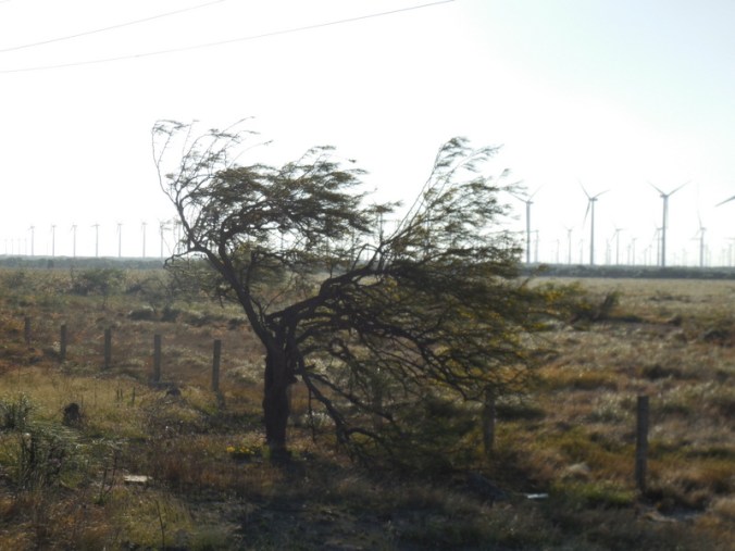 A tree fighting the wind