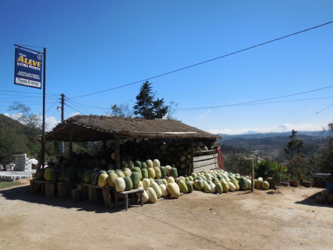 Cucurbita ficifolia - Chilacoyotl seller- one of many