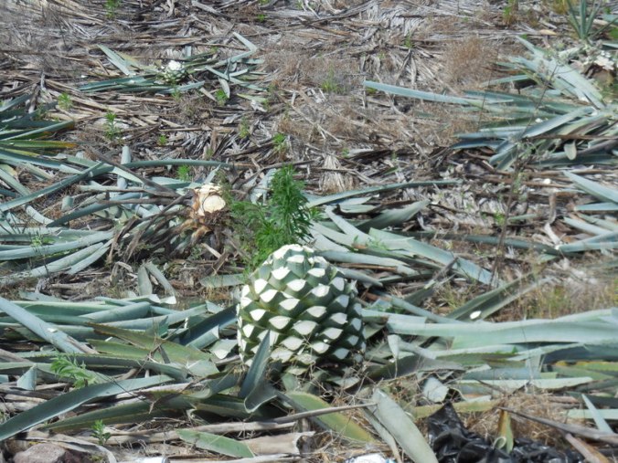 Cut agave, ready to head to the distilery