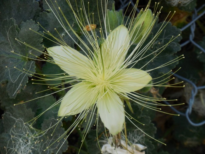 FLowers on the climb 2