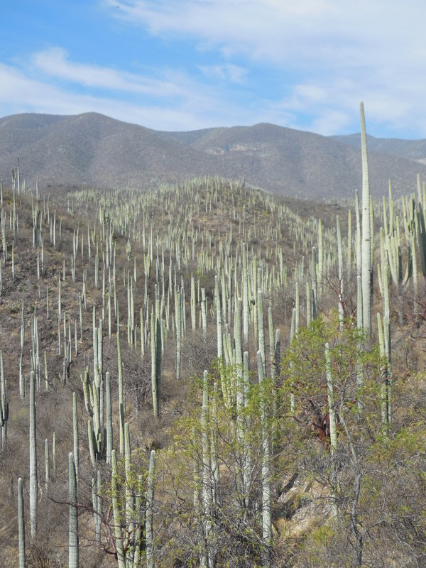 Heading into the cactus 2